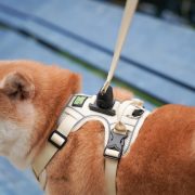 朝氣活力款 奶油杏仁：圖片 10